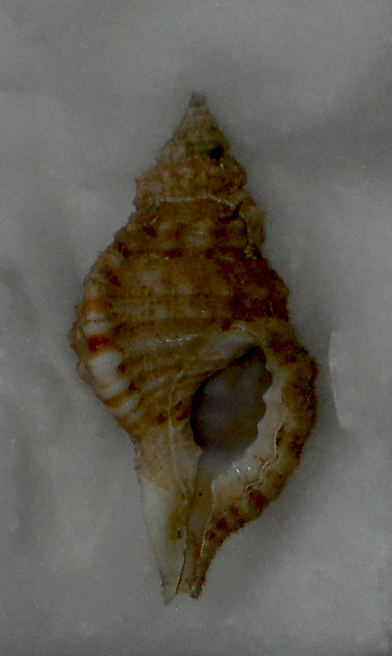 Cymathium krebsi